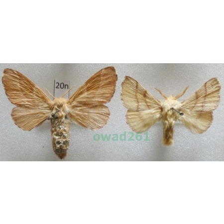Malacosoma neustria (Linnaeus, 1758) pair Czech20n